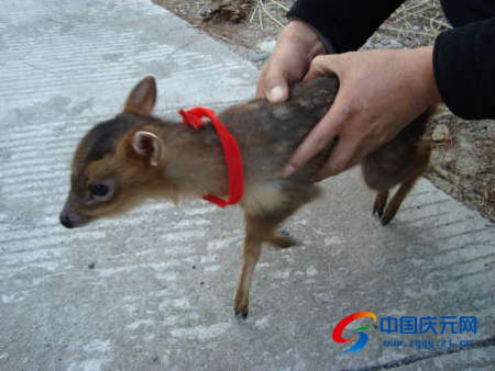 受冻小黄麂获救归山
