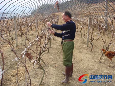 冬日修剪枝 来年好丰收--中国庆元网