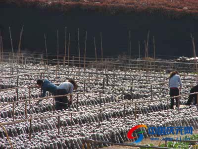 截至目前,在该村已建立庆元县生态农业种植园区的香菇黑木耳基地,庆元