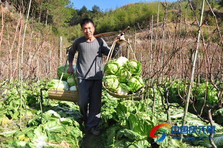 小龙虾每亩一年收入_一亩田的收入