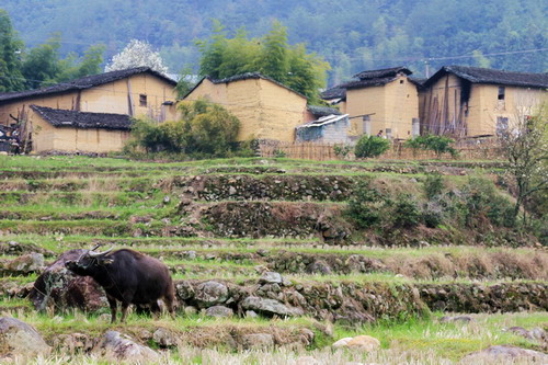 美丽乡村 岱根风景