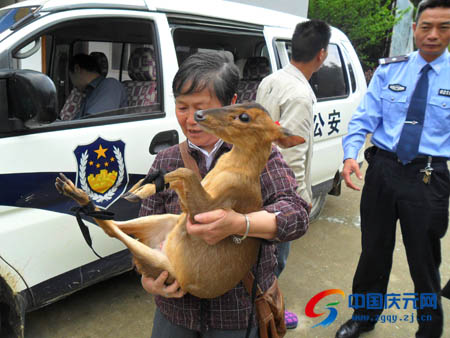 黄麂妈妈返山林