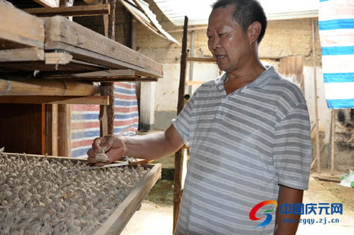 种植藏红花效益显著--中国庆元网