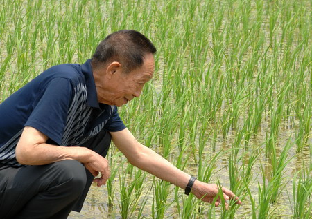 袁隆平超级稻亩产900公斤目标有望下月实现