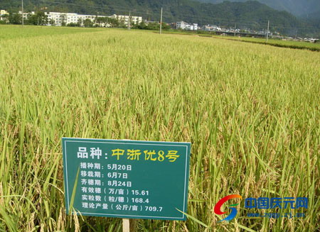 水稻新品种展示示范现场会召开