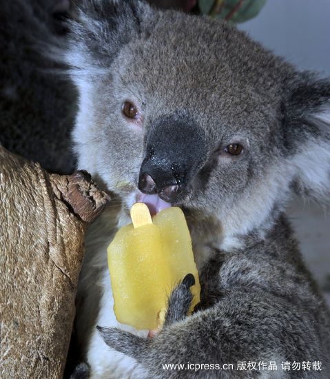 考拉在中国哪里有 11173885_980735.jpg