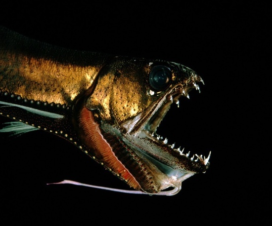 黑暗世界的神秘使者:深海怪鱼集锦