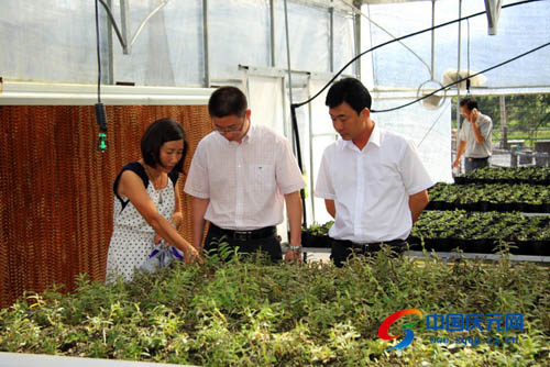 朱丽军调研指导农业工作